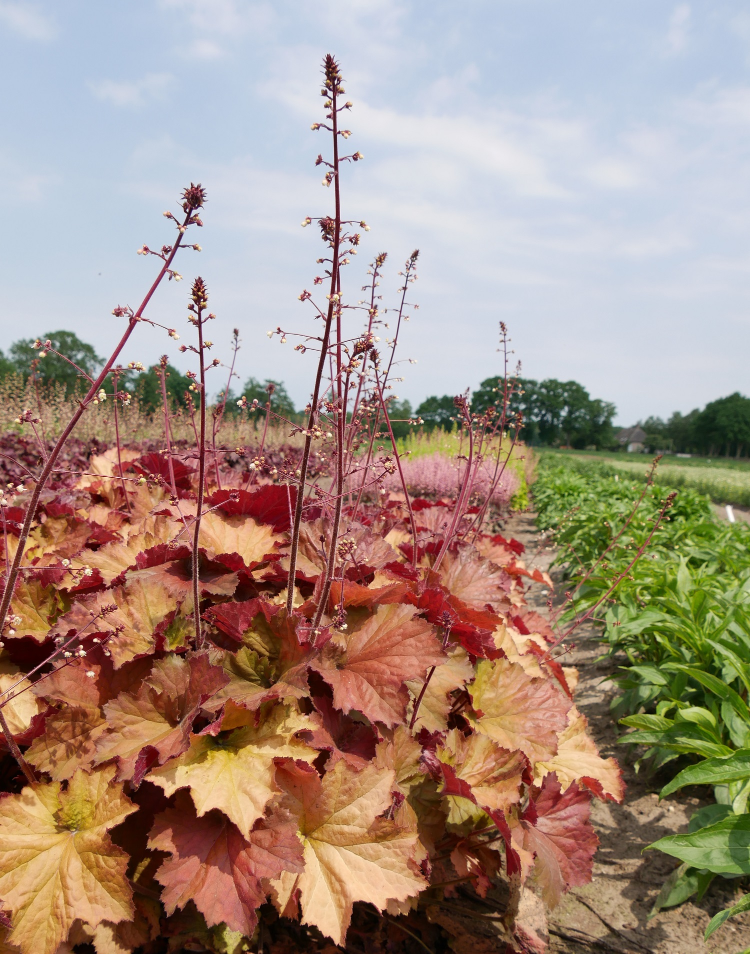 Heuchera ‘Rex Dark Amber’