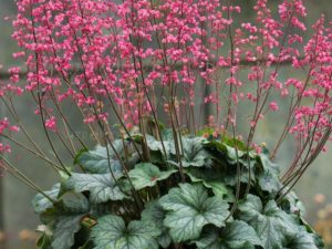 Heuchera ‘Rex Peppermint’