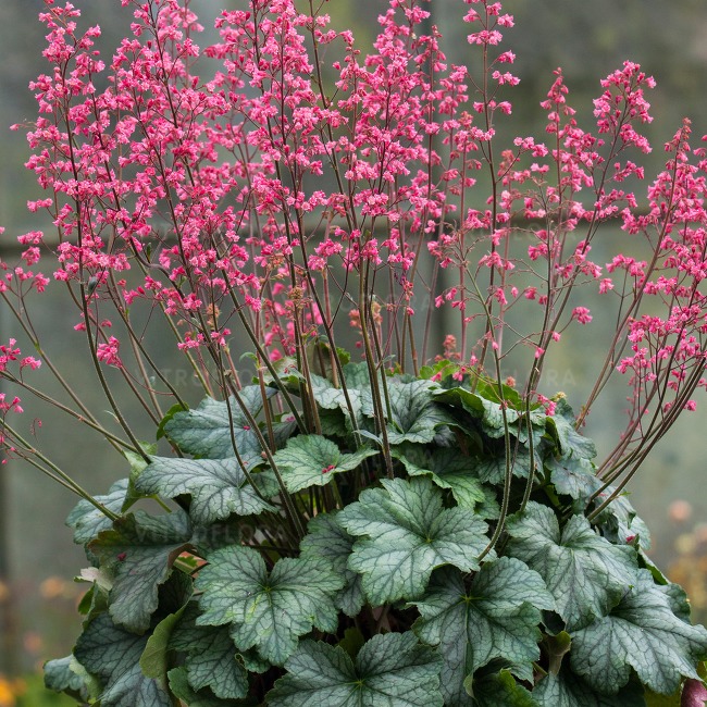 Heuchera ‘Rex Peppermint’