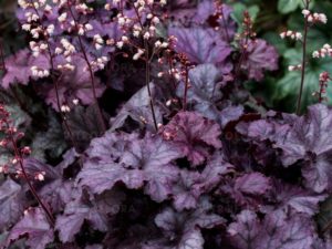 Heuchera ‘Rex Purple’