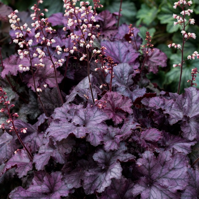 Heuchera ‘Rex Purple’