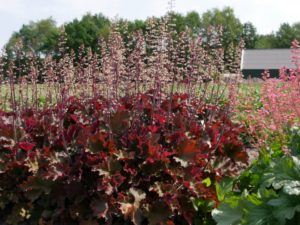 Heuchera ‘Rex Red’