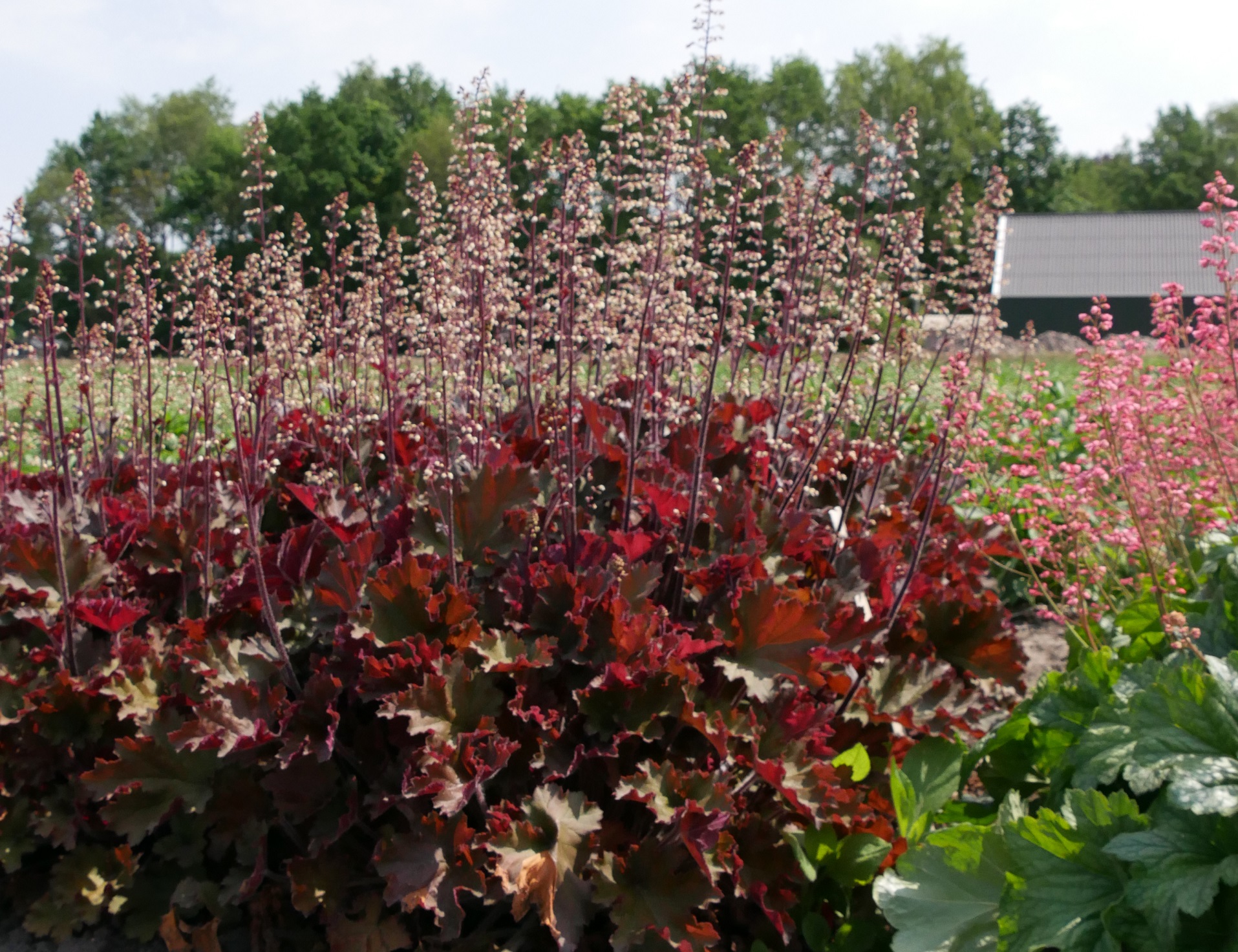 Heuchera ‘Rex Red’