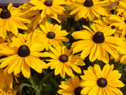 Rudbeckia ‘Sunny’