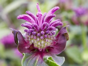 Monarda ‘Bee-Pure’