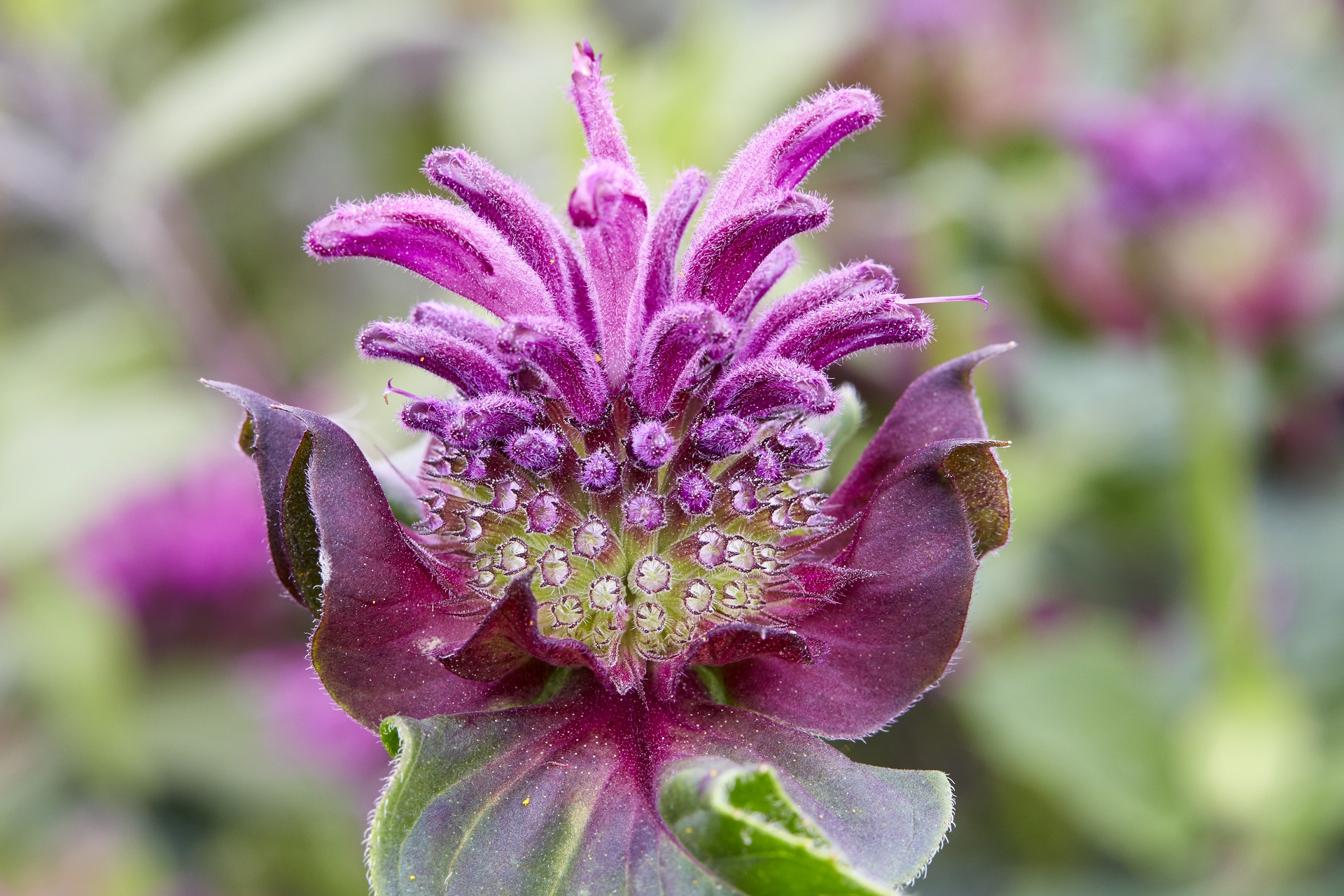 Monarda ‘Bee-Pure’