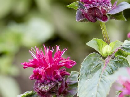 Monarda ‘Bee-True’