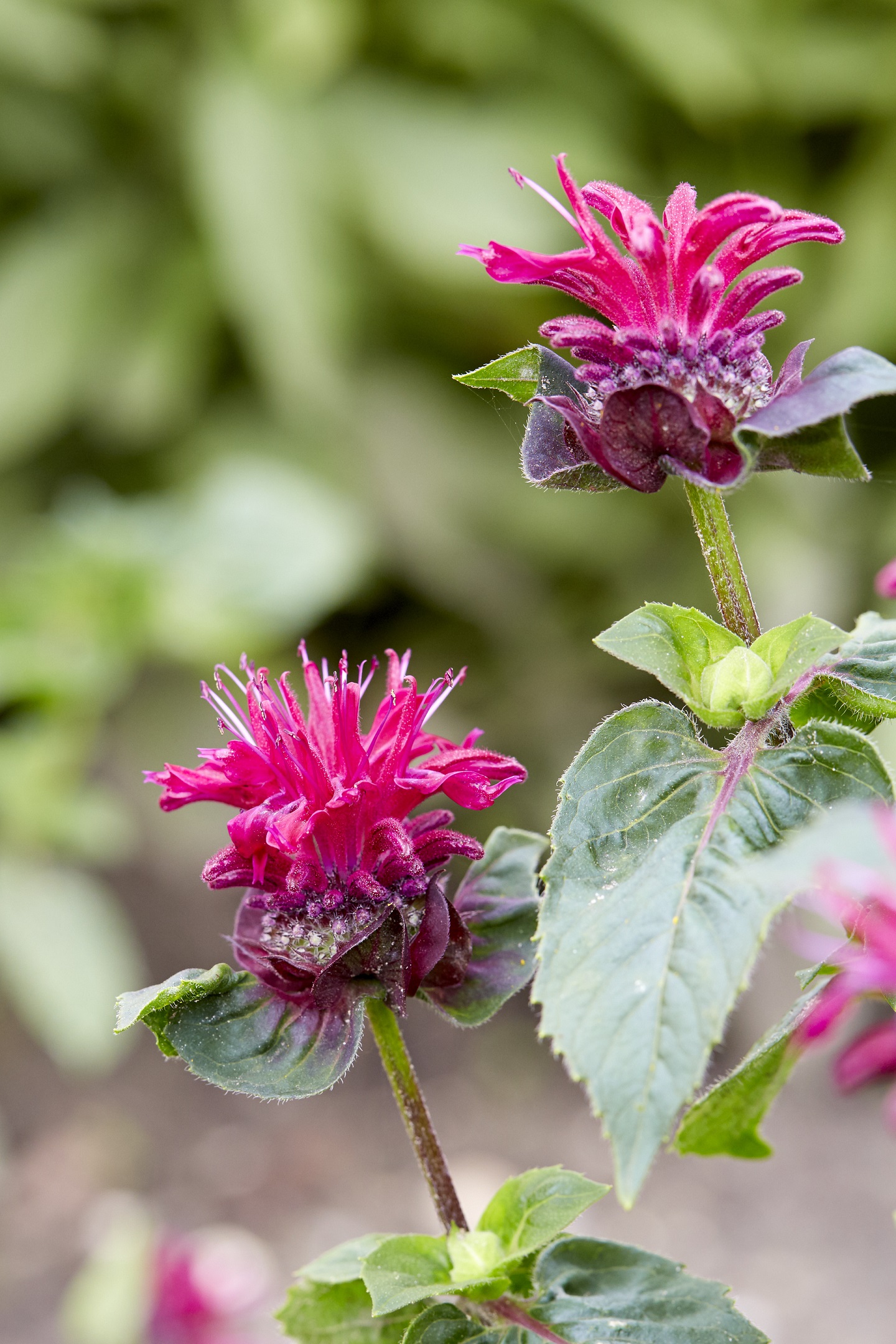 Monarda ‘Bee-True’