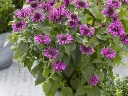 Monarda ‘Bee-Free’