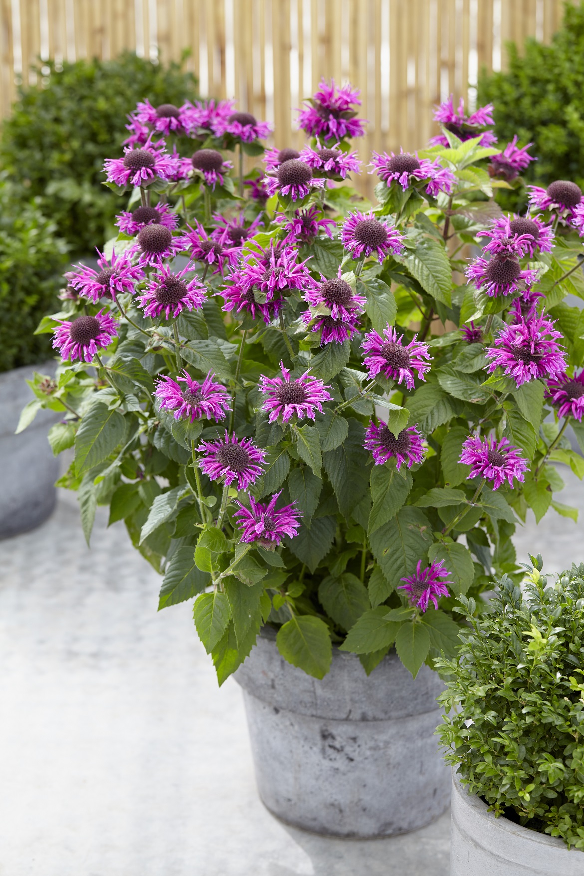 Monarda ‘Bee-Free’