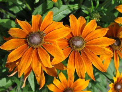 Rudbeckia ‘Joyful’