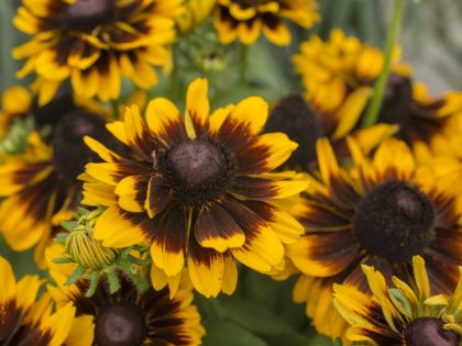 Rudbeckia ‘Tiger’