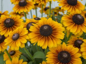 Rudbeckia ‘Brilliant’