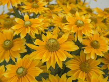 Rudbeckia ‘Lemon’