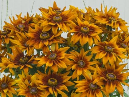 Rudbeckia ‘Loving’