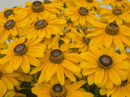 Rudbeckia ‘Lucky’