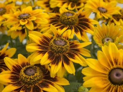 Rudbeckia ‘Sparkling’