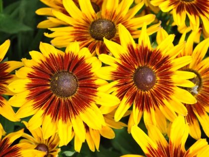 Rudbeckia ‘Shining’