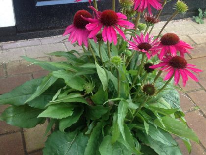 Echinacea ‘Blue Heron’