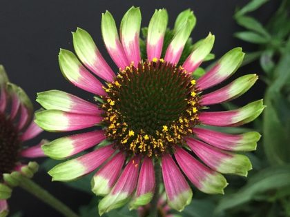 Echinacea Choco Green