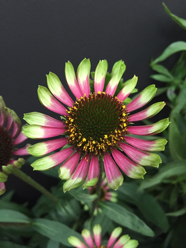 Echinacea Choco Green