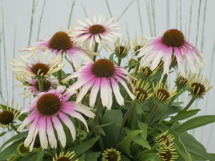 Echinacea Fountain ‘Pink Eye’