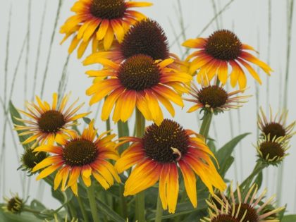 Echinacea ‘Parrot’