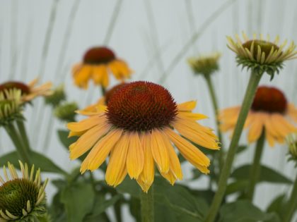 Echinacea ‘Apricot Rainbow Marcella’