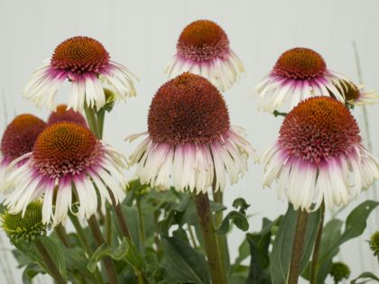 Echinacea ‘Strawberry & Cream’