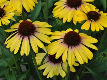 Echinacea ‘Yellow Rainbow Marcella’