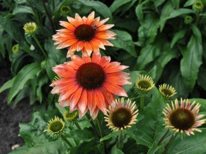 Echinacea ‘Flamingo’