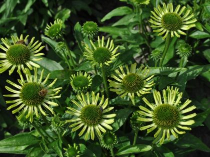 Echinacea ‘Green woodpecker’