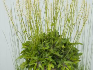 Heucherella ‘White Infinity’