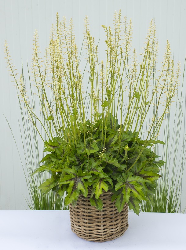 Heucherella ‘White Infinity’