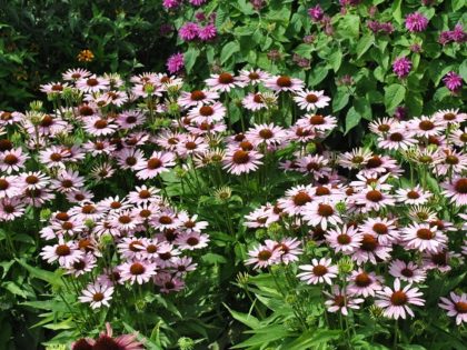 Echinacea Fountain ‘Light Purple’