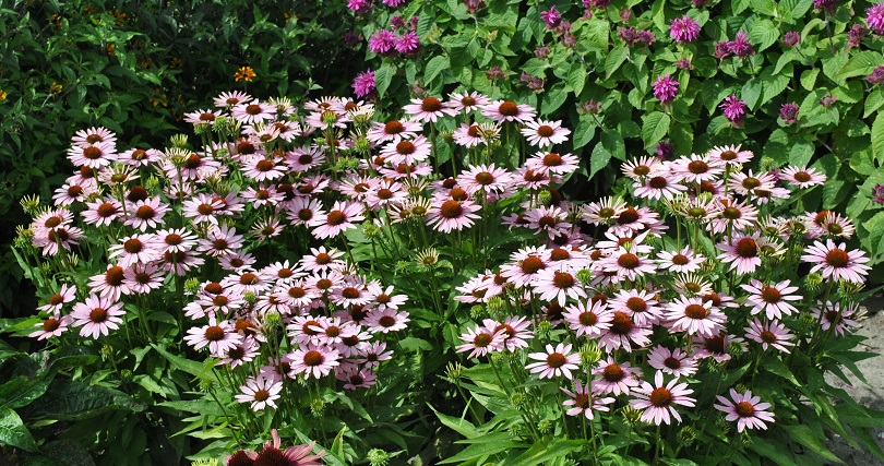 Echinacea Fountain ‘Light Purple’