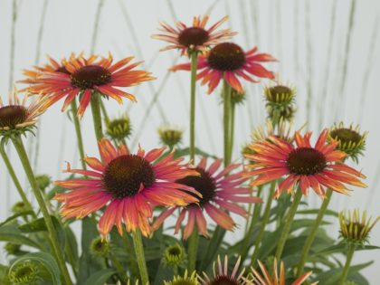 Echinacea Fountain ‘Orange Bicolor’