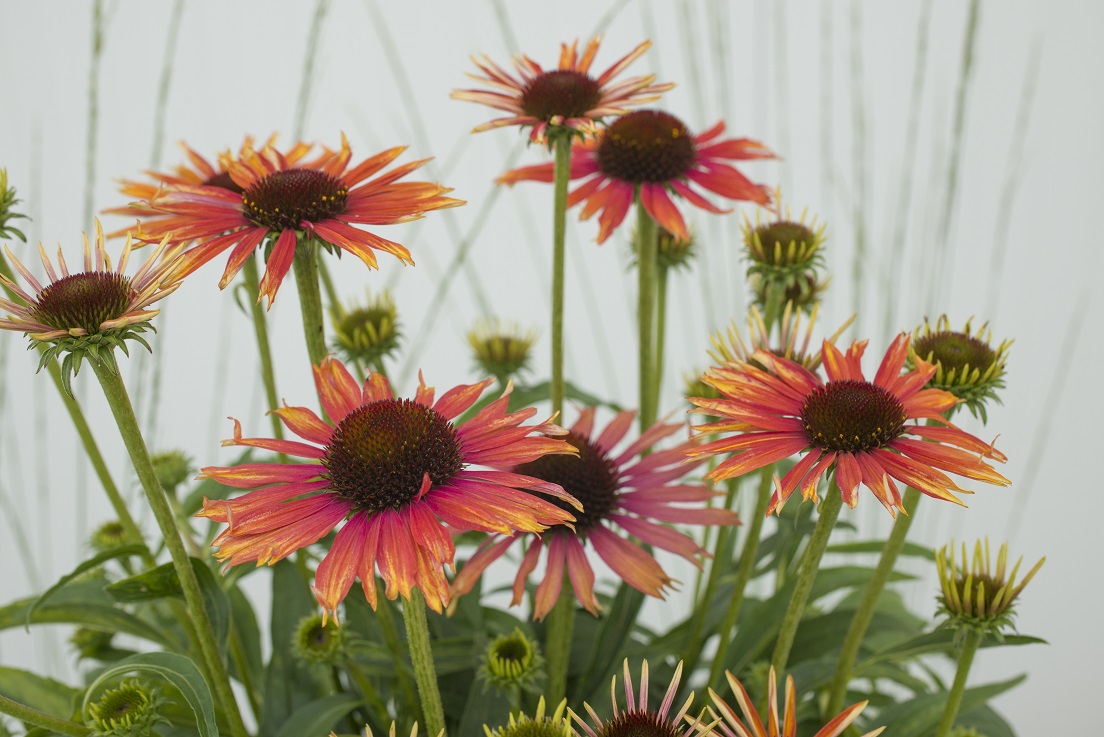 Echinacea Fountain ‘Orange Bicolor’