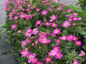 Anemone ‘Spring Beauty Pink’