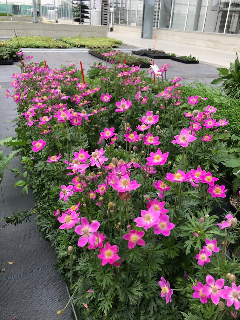 Anemone ‘Spring Beauty Pink’