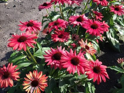 Echinacea ‘Peacock’