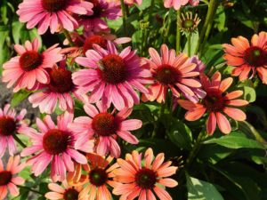 Echinacea ‘Pink Pearl’