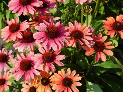 Echinacea ‘Pink Pearl’