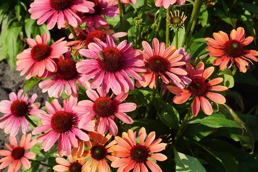 Echinacea ‘Pink Pearl’