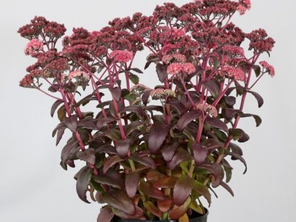 Sedum ‘Mojave Jewels Diamand’