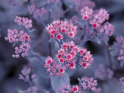 Sedum ‘Mojave Jewels Ruby’