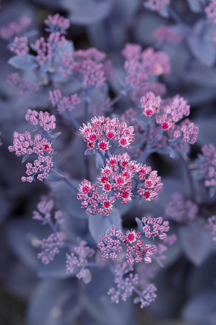 Sedum ‘Mojave Jewels Ruby’