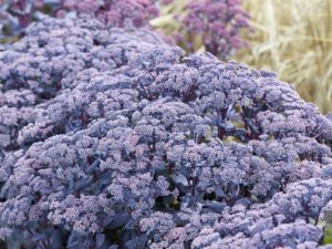 Sedum ‘Mojave Jewels Sapphire’