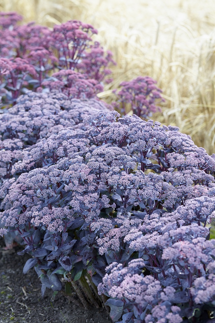 Sedum ‘Mojave Jewels Sapphire’