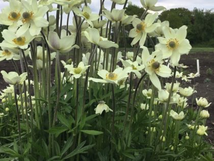 Anemone ‘Spring Beauty White’